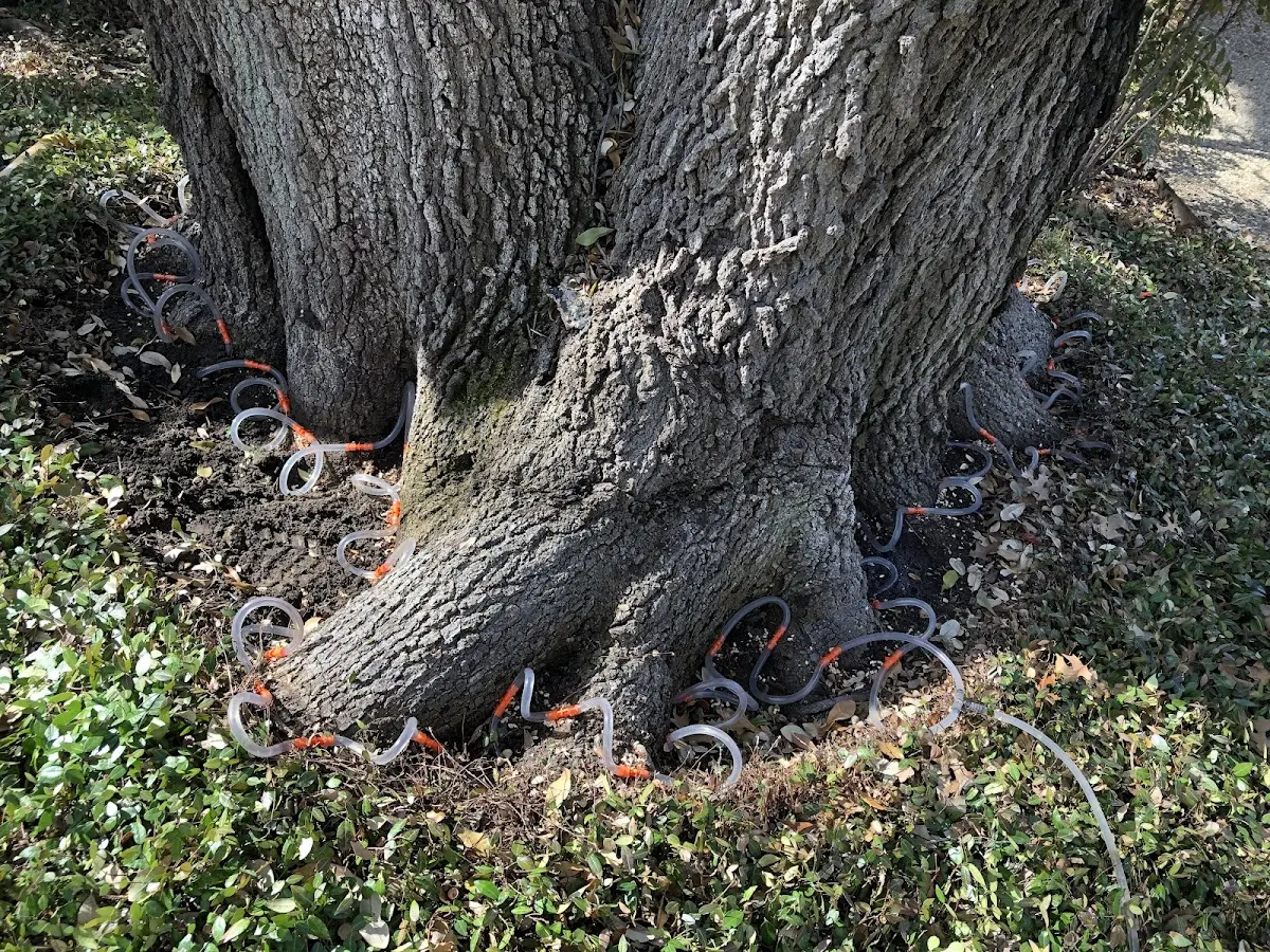 Detailed Tree Cabling and Bracing job site in Woodhull