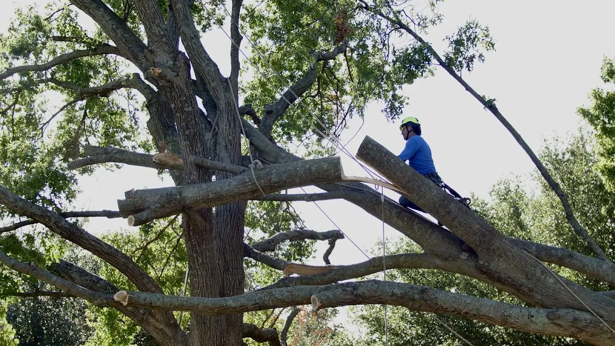 Professional Crown Thinning performed by certified arborists in Woodhull